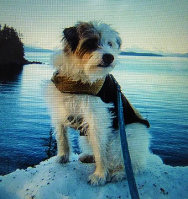 /images/uploads/juneau animal rescue/alaskapets2020/entries/14960thumb.jpg